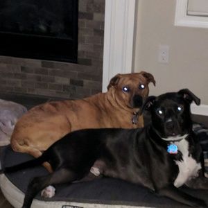 Meet your Posher, Alisha